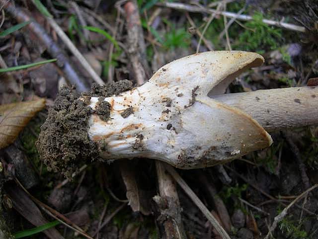 Amanita  battarrae  (Boud.)  Bon